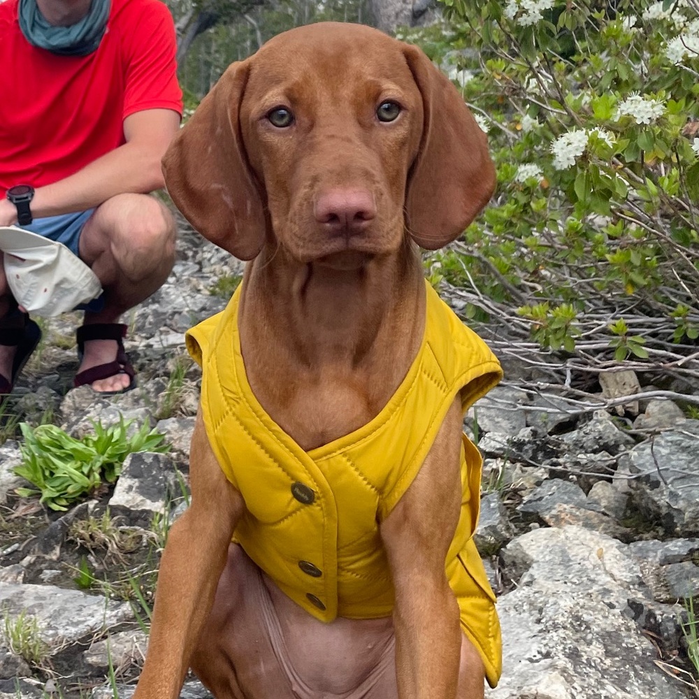 Mustard Yellow Puppy/Small Dog Vest